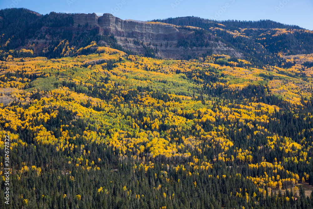 Beautiful landscape of the fall colors from yellow aspens in the Rocky Mountains of Colorado.