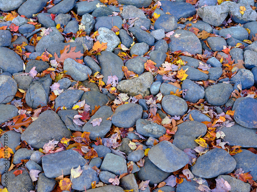 River Stones in Fall