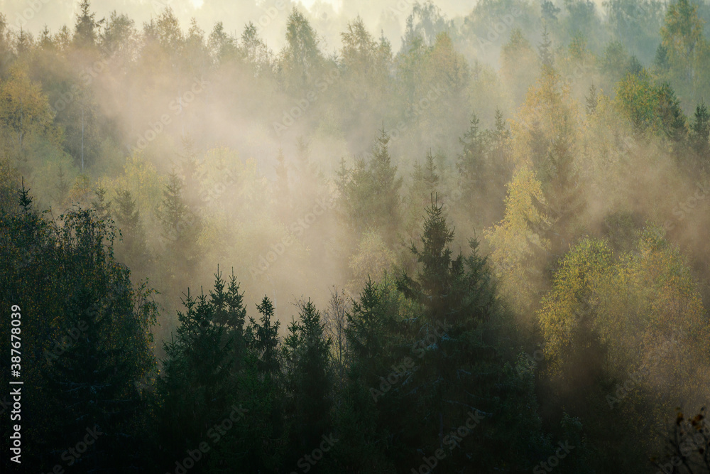 Fototapeta premium Beautiful colourful sunrise over thick forest with mist during autumn.
