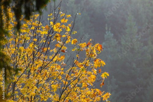 Beautiful colourful sunrise over thick forest with mist during autumn.