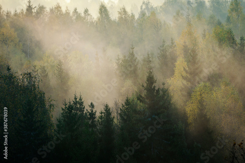 Beautiful colourful sunrise over thick forest with mist during autumn.