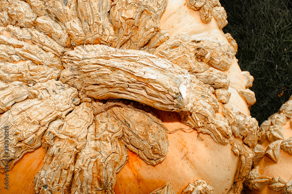 Top view of a bumpy peanut-shell pumpkin Top view of a bumpy peanut-shell pumpkin
