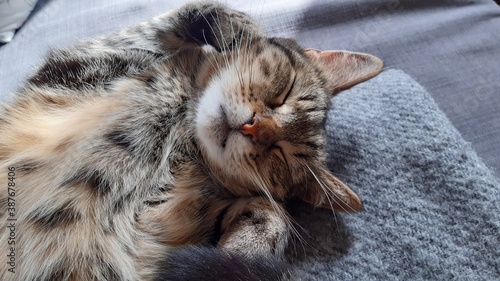 Fototapeta Naklejka Na Ścianę i Meble -  Sleepy cat
