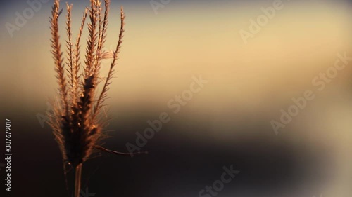Close up of dried Paragis or Eleusine indica swaying in the breeze, used as herbal treatment as anti-inflammatory, antioxidant, antidiabetic, antihistamine and diuretic