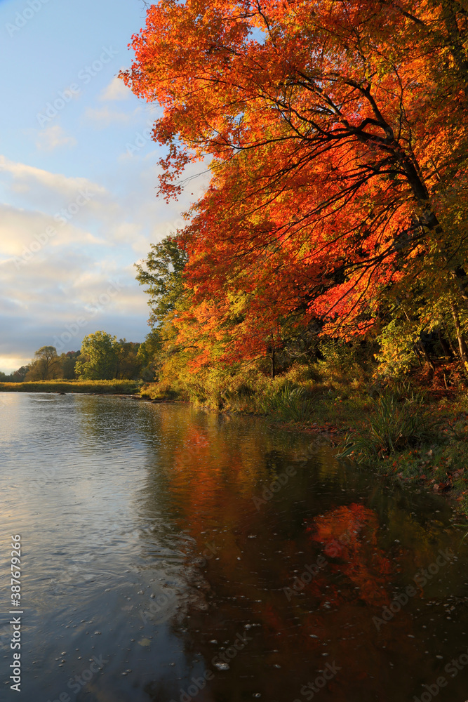 The leaves of a Fall maple tree illuminated by the rising sun, beside the Grand River, in Kitchener, Ontario, Canada.