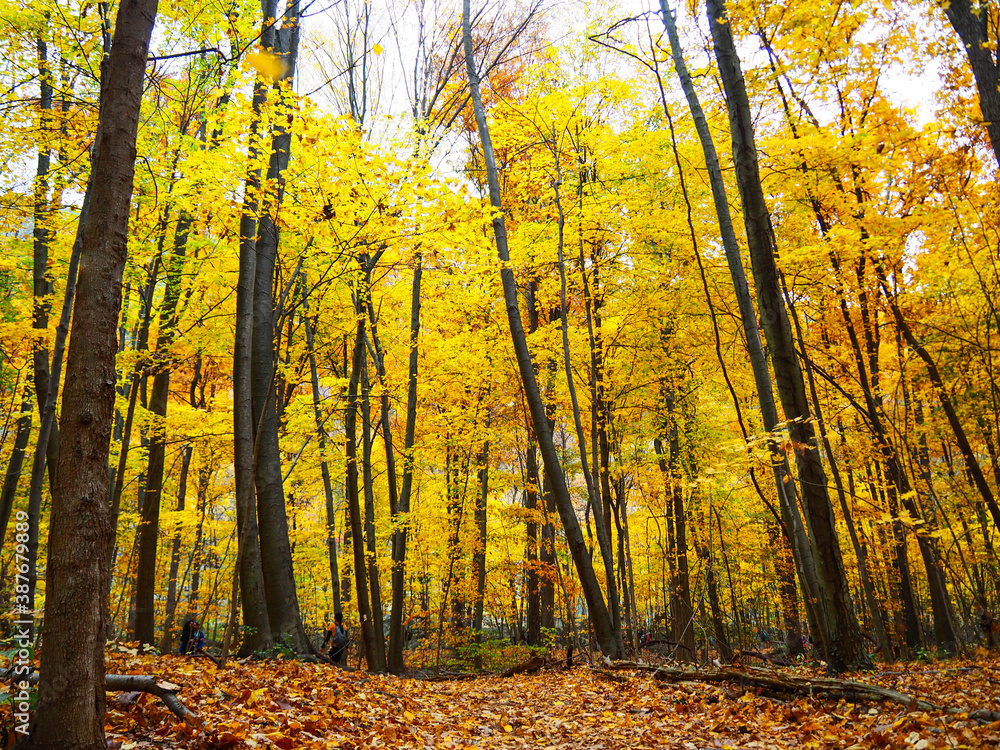Beautiful and yellow autumn forest full of trees and golden leaves Beautiful and yellow autumn forest full of trees and golden leaves