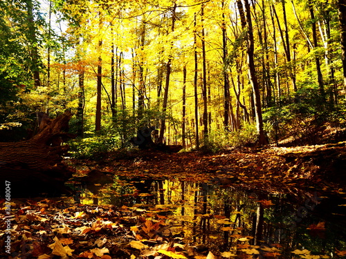 Beautiful and yellow autumn forest full of trees and golden leaves