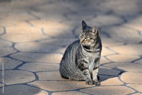 鯖猫 Images – Browse 7 Stock Photos, Vectors, and Video | Adobe Stock