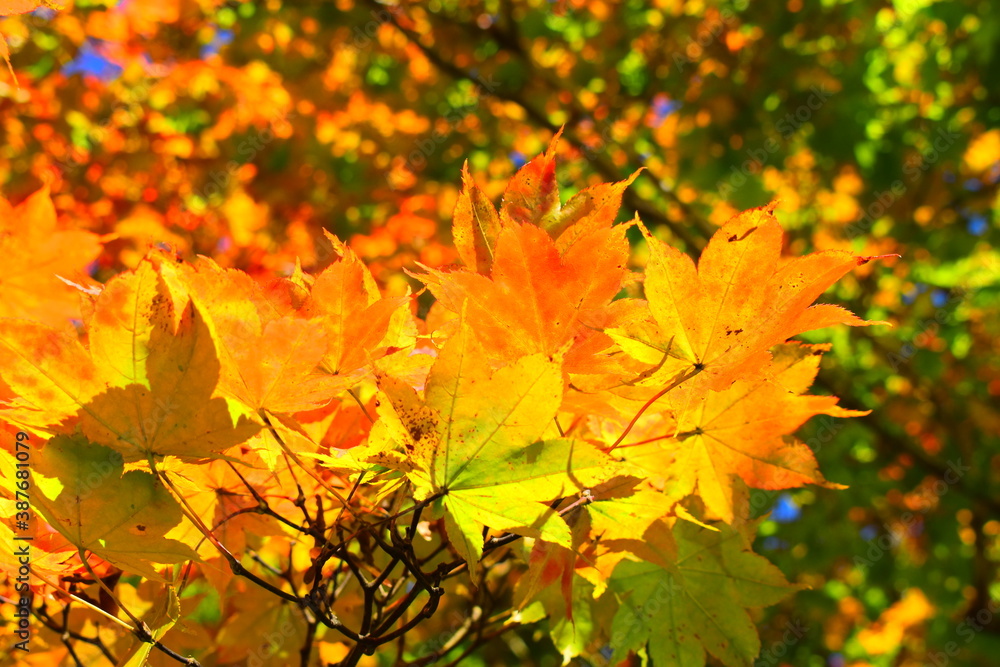 紅葉のグラデーション