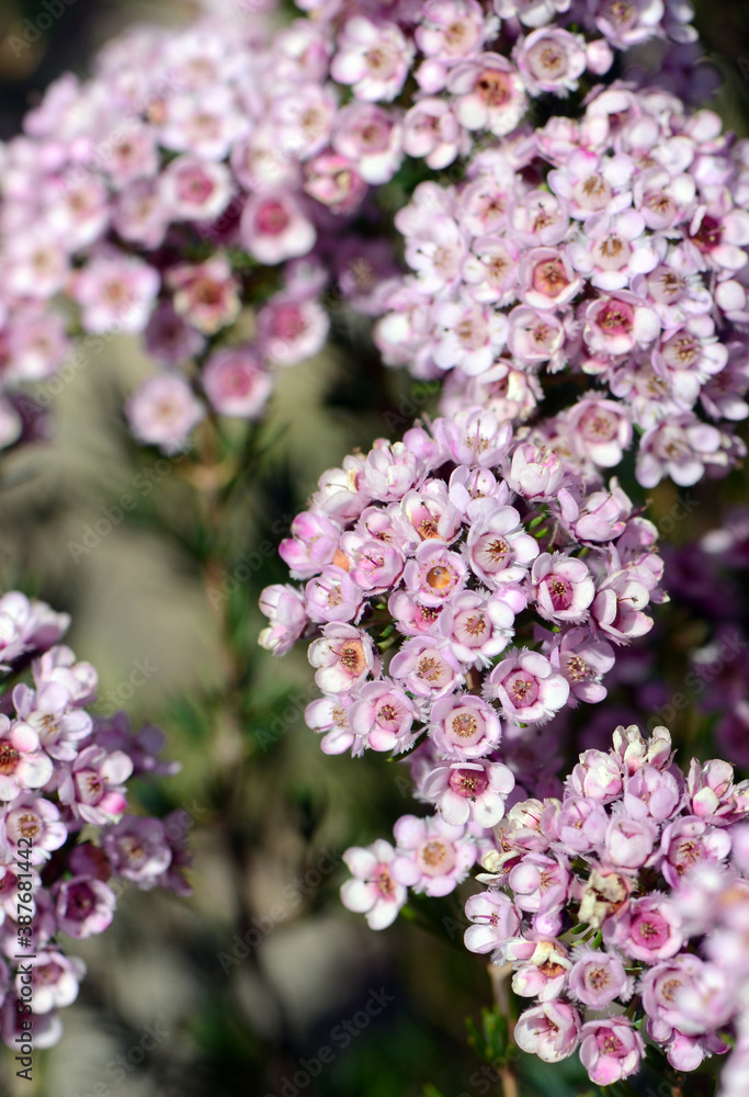Pink flowers of an Australian Chamelaucium waxflower and Verticordia feather flower hybrid variety Paddys Pink, family Myrtaceae. Frost and drought tolerant cultivar. Pink flowers of an Australian Chamelaucium waxflower and Verticordia feather flower hybrid variety Paddys Pink, family Myrtaceae. Frost and drought tolerant cultivar.
