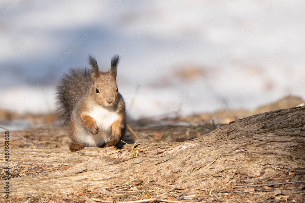 Naklejka premium エゾリス