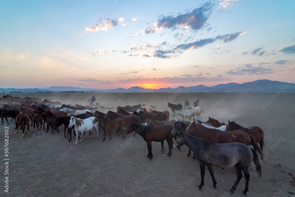 Wild horses and cowboys in the dust at sunset Wild horses and cowboys in the dust at sunset