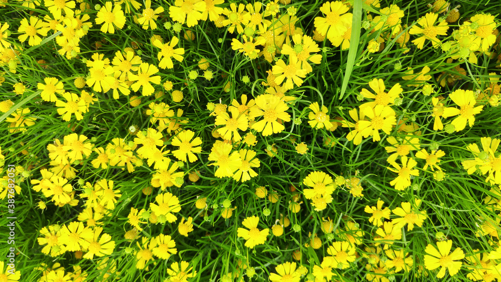 Yellow chrysanthemum