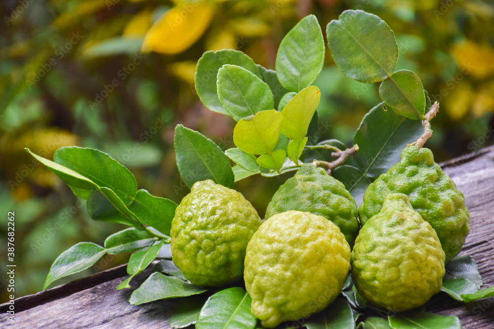 Fototapeta premium Kaffir limes on wooden table with natural blurred background.