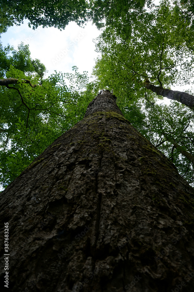 Naklejka premium Naturescapes