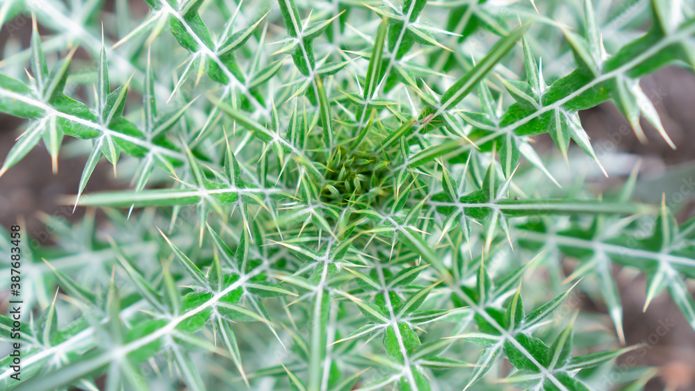 A prickly texture A prickly texture