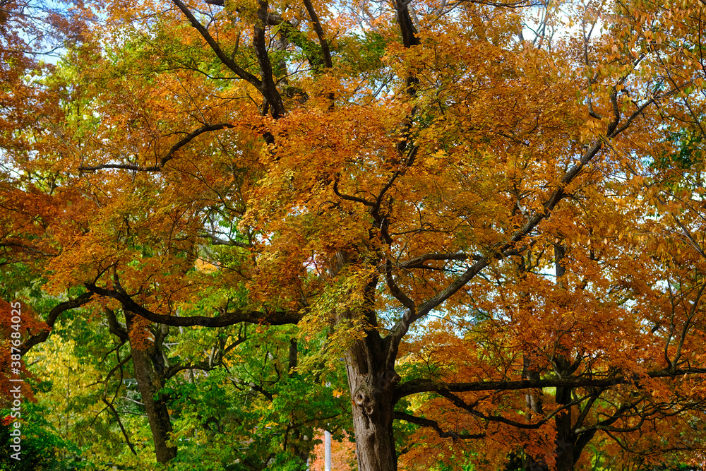 鳥沼の紅葉 鳥沼の紅葉