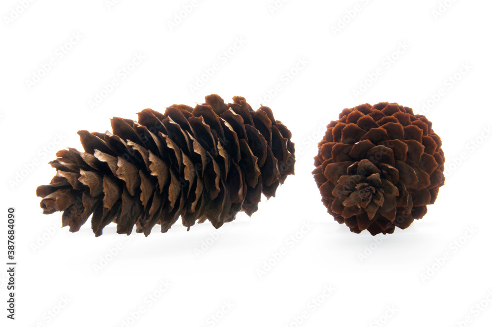 Two brown fir cones on white isolated background close up Two brown fir cones on white isolated background close up