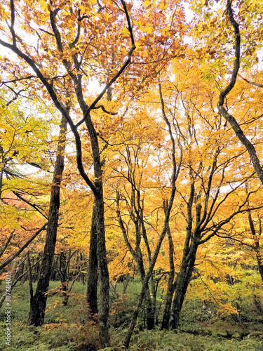 日本の栃木県・日光国立公園の奥日光の秋