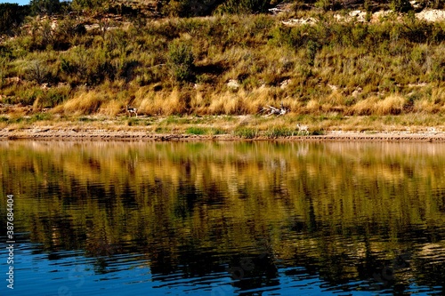 Mule Deer Doe feeding along the Rough Shoreline of Lake McKinsey in the Texas Panhandle.