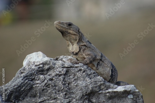 Mexico lizard