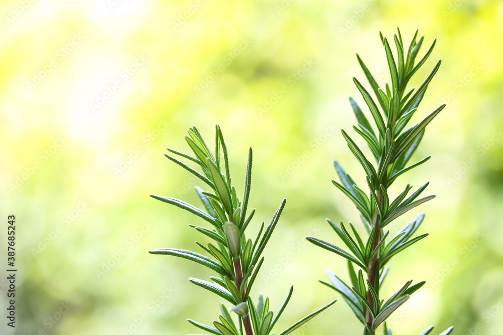 A close up shot of some fresh rosemary stem on green background.