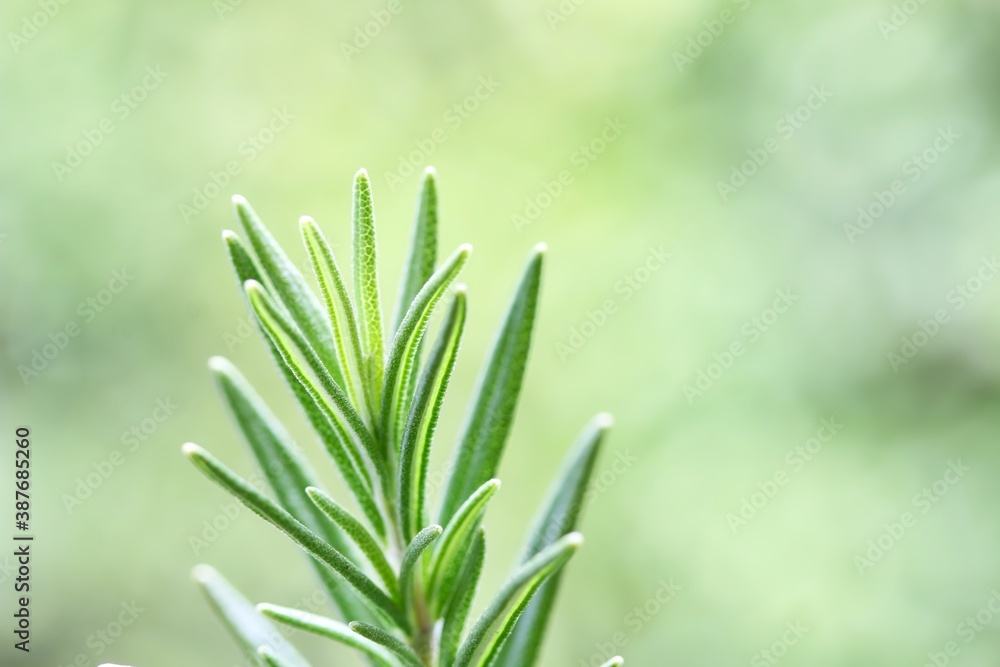 A close up shot of some fresh rosemary stem on green background.