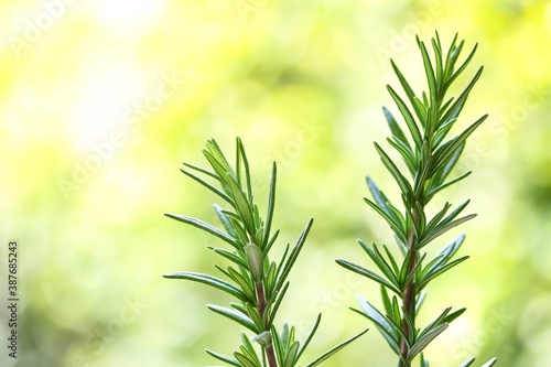 Obraz na płótnie A close up shot of some fresh rosemary stem on green background. w salonie