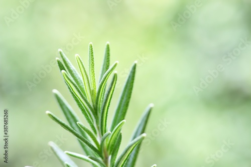 Obraz na płótnie A close up shot of some fresh rosemary stem on green background. w salonie