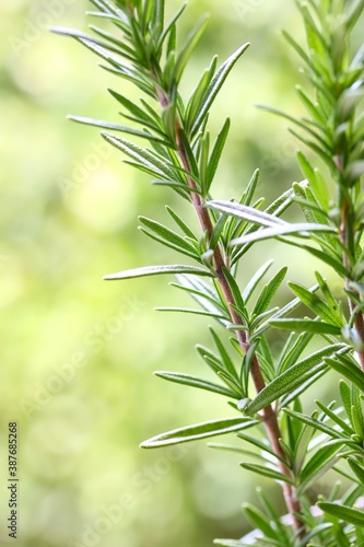 A close up shot of some fresh rosemary stem on green background.