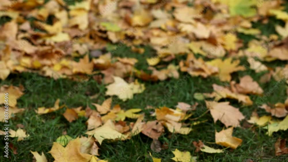 Follow focus shot of natural autumn background of golden fallen leaves on the grass. Shot of autumn leaves follow shallow depth of field. Carpet of yellow leaves follow focus shot. Follow focus shot of natural autumn background of golden fallen leaves on the grass. Shot of autumn leaves follow shallow depth of field. Carpet of yellow leaves follow focus shot.