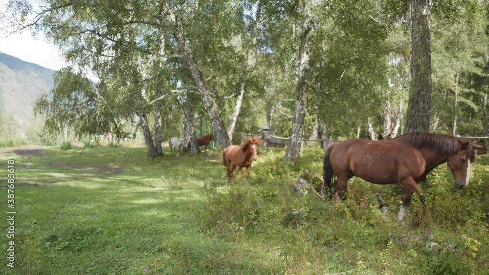 Brown horses while walking in a green meadow Brown horses while walking in a green meadow