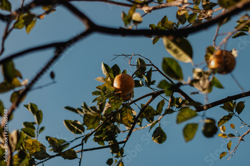 Orange in a tree