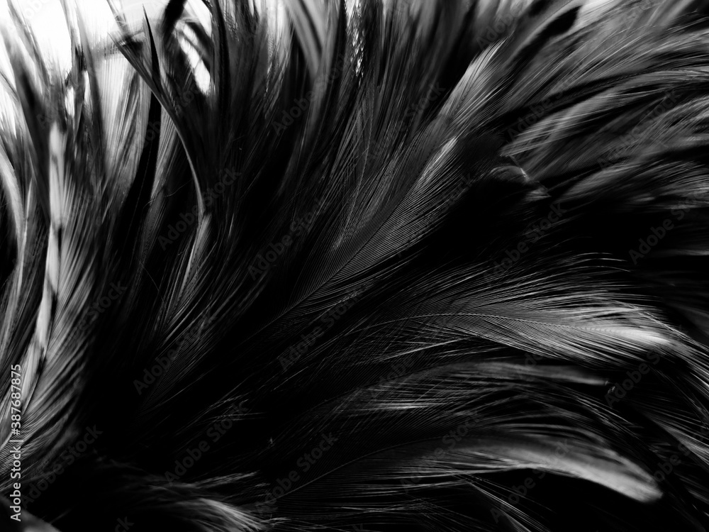 Obraz premium Beautiful abstract black feathers on dark background, gray feather texture on black background, white feather background