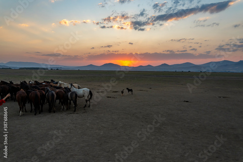 Fototapeta Naklejka Na Ścianę i Meble -  Wild horses and cowboys in the dust at sunset