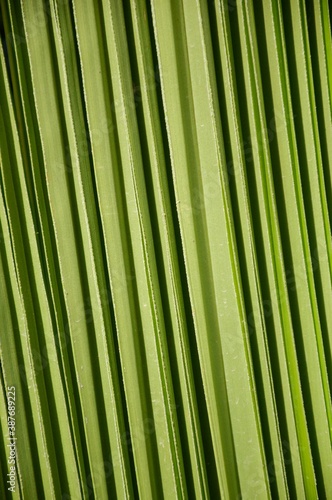 fresh green palm leaf texture