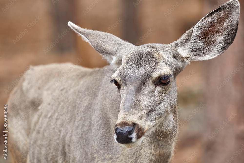 Young Reindeer looking towards camera