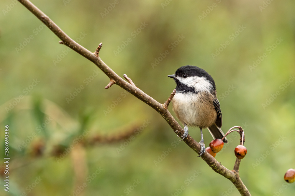 Obraz premium close up of one Black-capped Chickadee resting on thin branch with few tiny red berries with isolated green background