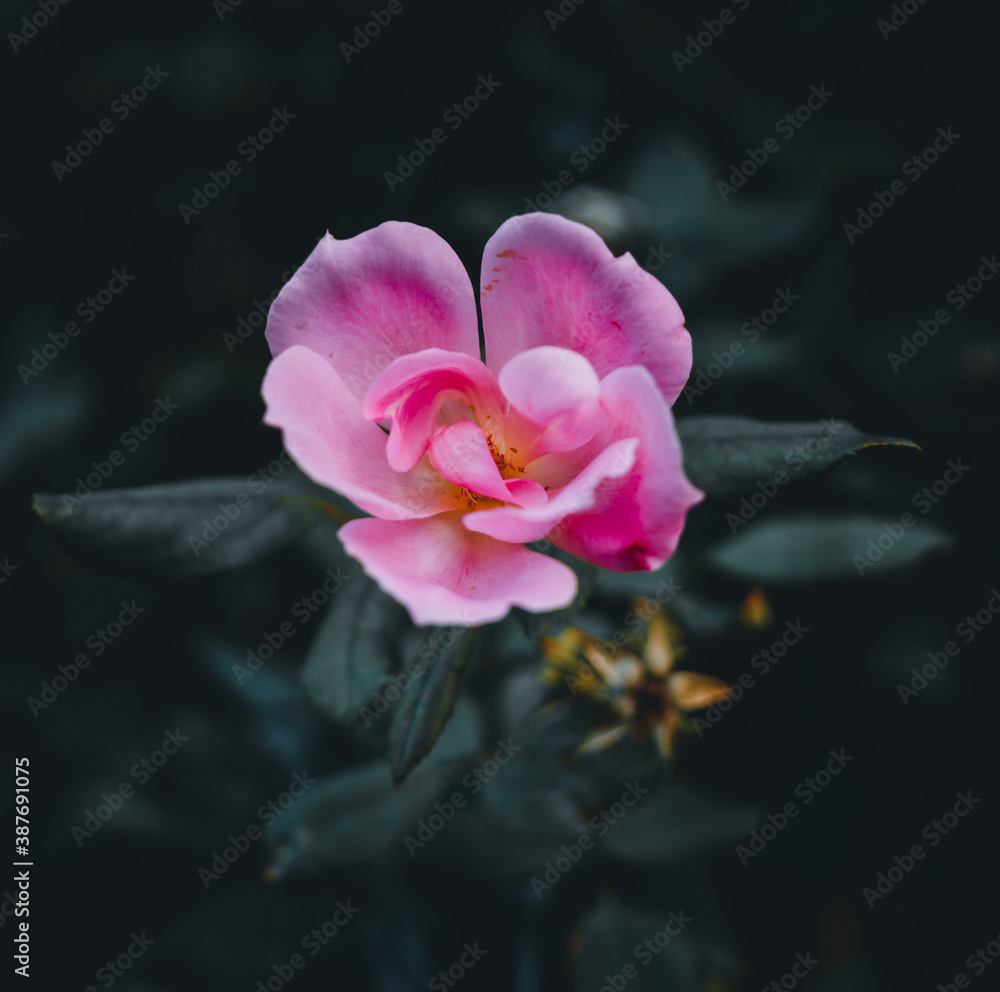 pink flower nature pink flower nature