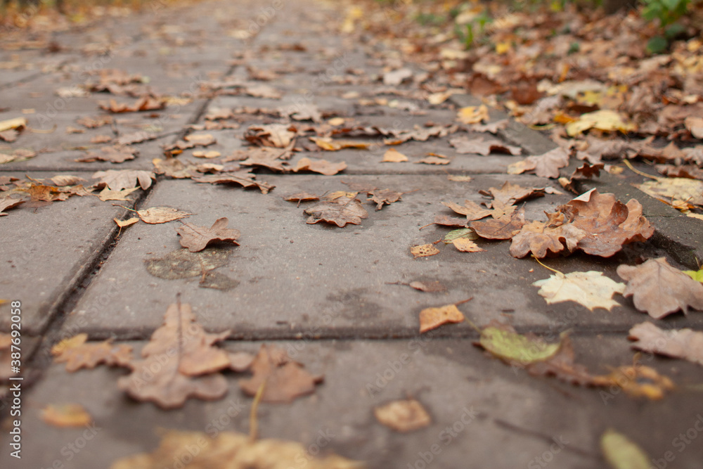 yellow withering autumn leaf in road tile selective focus