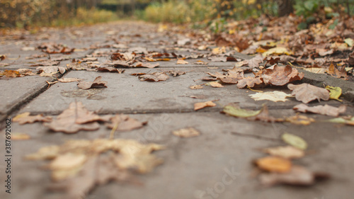 yellow withering autumn leaf in road tile selective focus