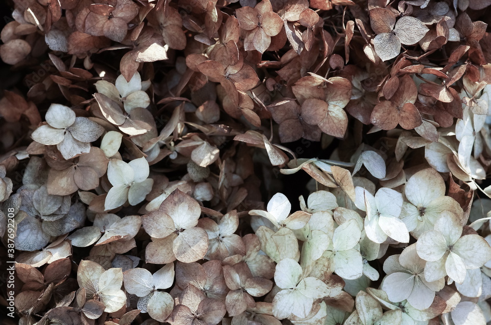 custom made wallpaper toronto digitaldried brown hydrangea flowers pattern close up full frame background top view. Flowers texture.Poster