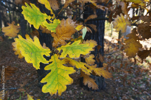 Oak branch with yellow-green leaves in the forest in autumn. Background from leaves. Autumn concept.