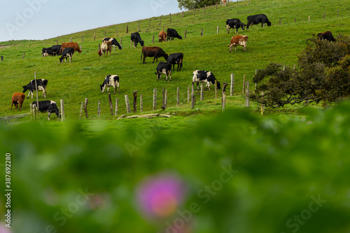 Group of Holstein cows grazing on a mountain slope, 21 cows grazed in a mountain field consuming green and tasty pasture, foreground out of focus and in the background a group of Holstein dairy cows. 