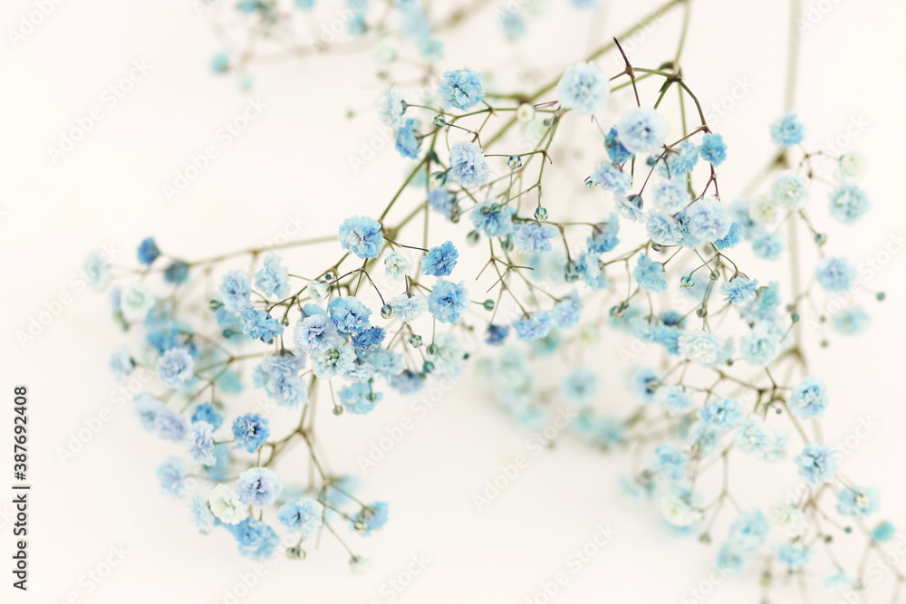 Blue gypsophila flowers or baby's breath flowers close up on white background selective focus.Macro flowers texture. Poster