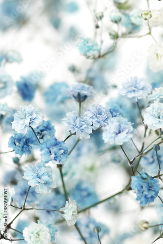 Blue gypsophila or baby's breath flowers close up on white background selecti...