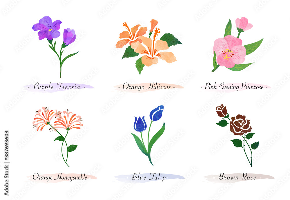 Fototapeta premium Watercolor botanic garden nature plant flower freesia hibiscus evening primrose honeysuckle tulip rose
