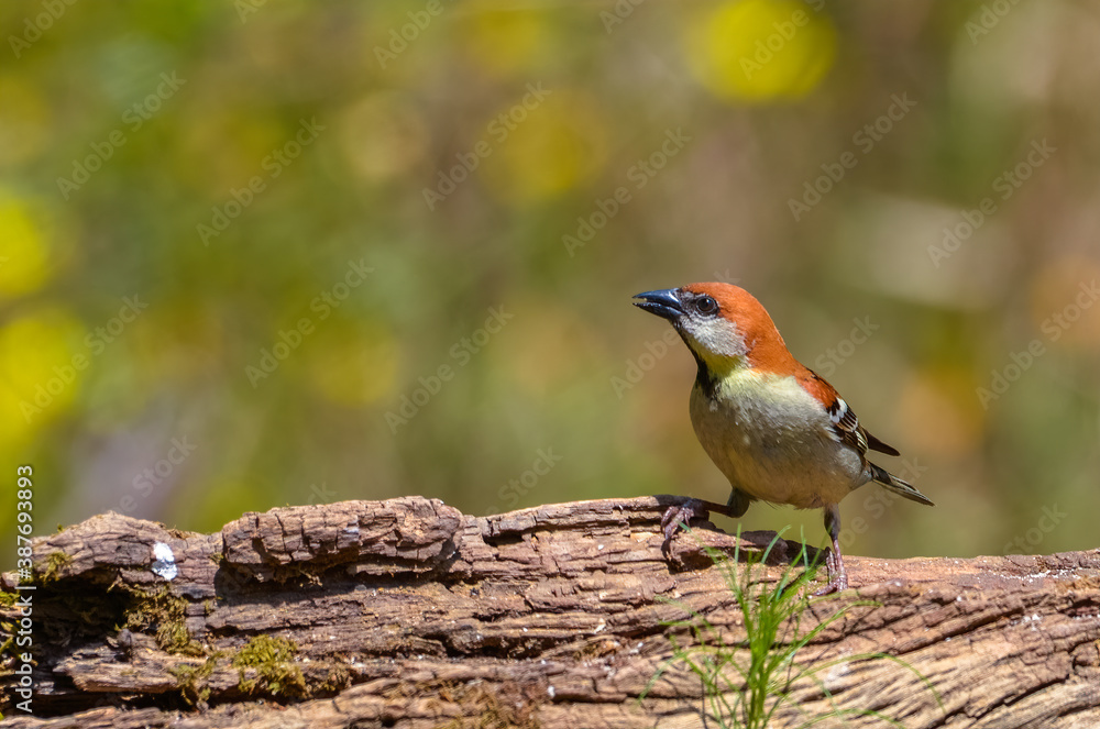 Fototapeta premium Russet sparrow, Birds of Himalaya