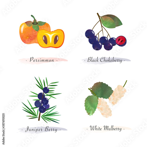 Organic nature healthy food fruit persimmon black chokeberry juniper berry white mulberry