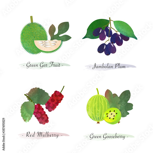 Organic nature healthy food fruit green gar fruit jambolan plum red mulberry green gooseberry
